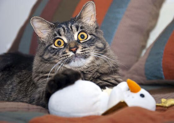 亚特兰大绝杀之夜,格纳布里在美加墨世界杯接管比赛,德国战车碾过几内亚