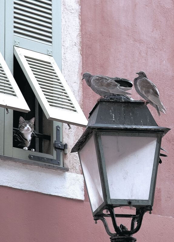 铁蹄与星火,步行者斩落独行侠之夜,布伦森如何淬炼为关键先生?