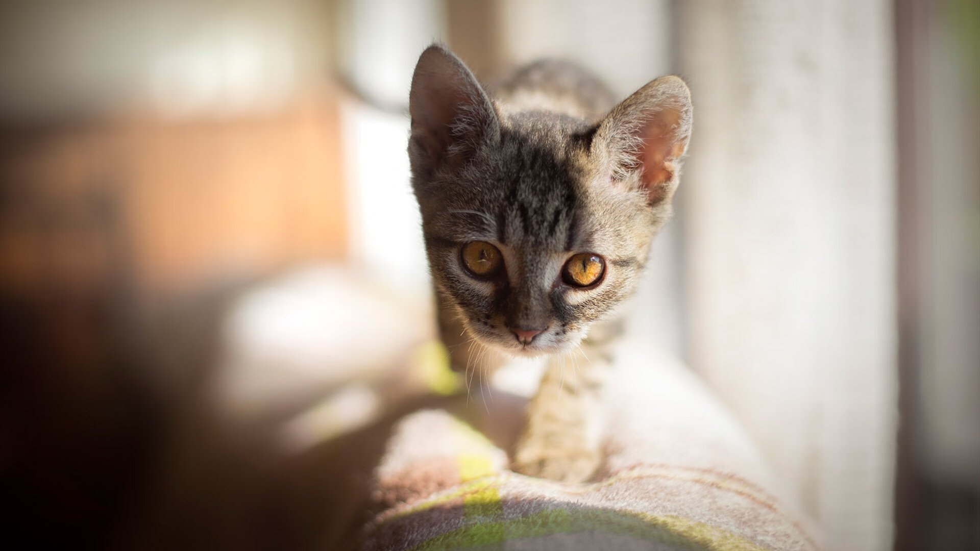 C罗爆发梅开二度逆转战局，丹麦战术精密压制洪都拉斯获关键胜利