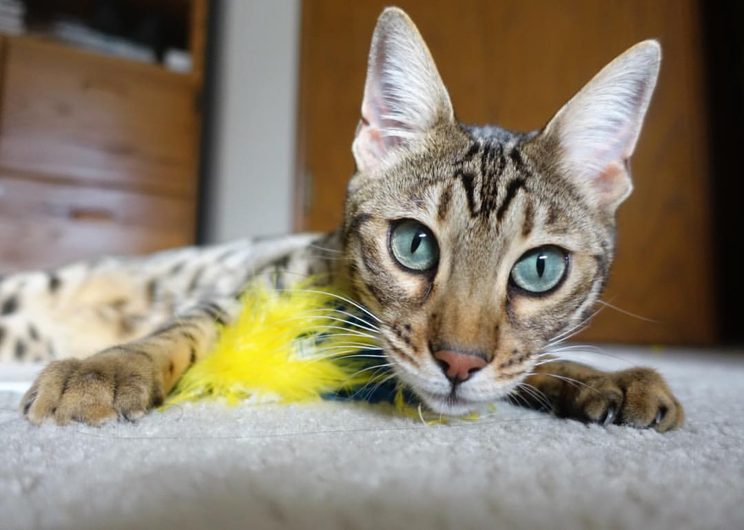 华体会登录-利刃出鞘！德罗赞致命一击助76人粉碎老鹰逆袭梦