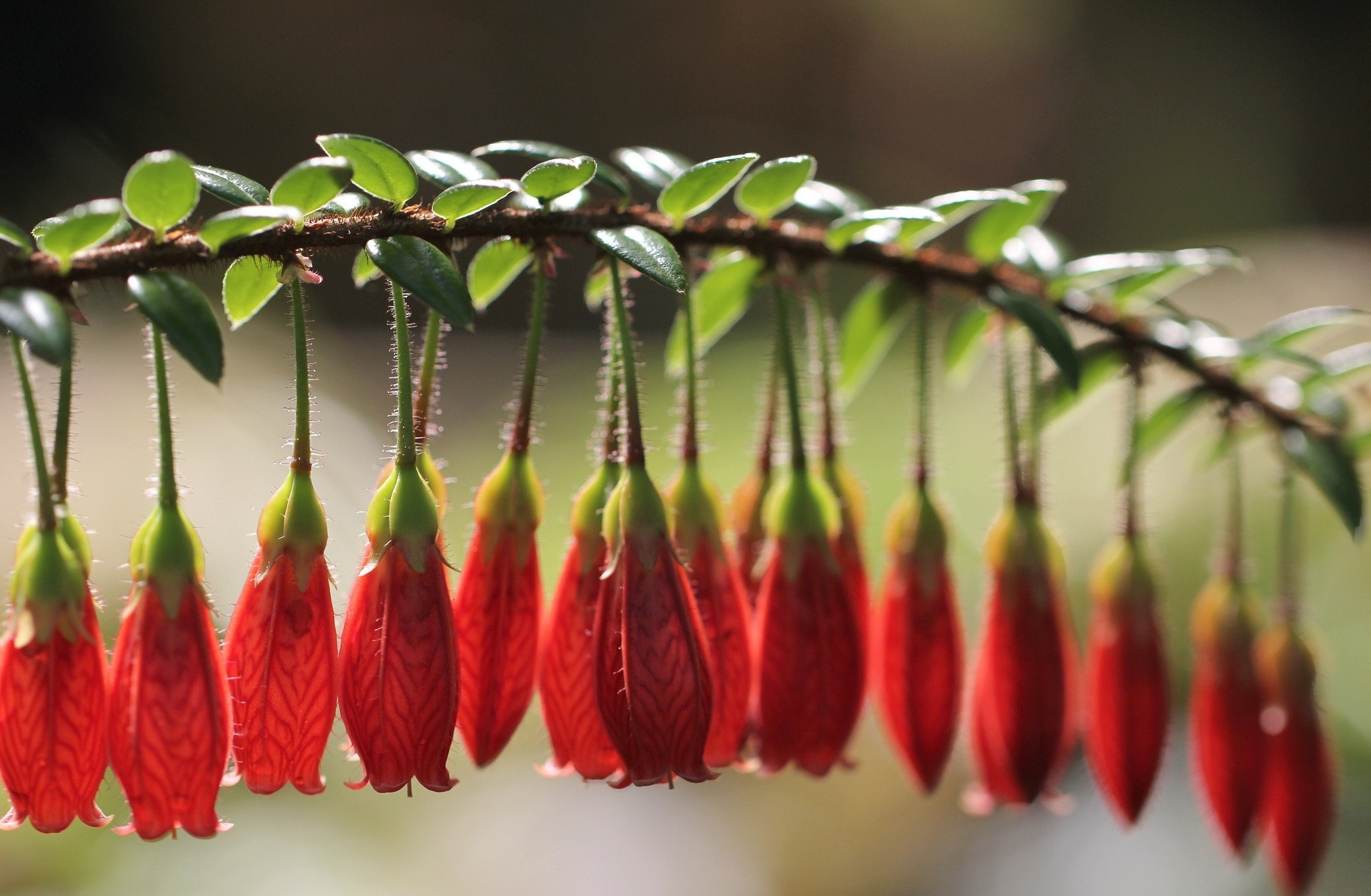 华体会hth-潘帕斯之殇与东欧铁骑的节奏革命，努涅斯如何用慢字诀，在2026世界杯A组焦点战中绞杀阿根廷